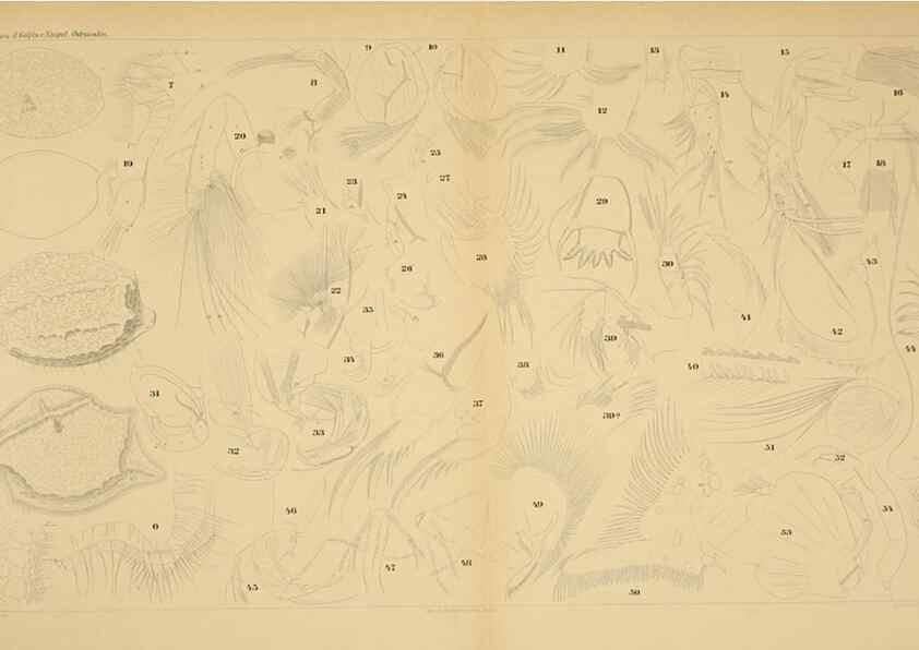 Reproducción/Reproduction 7448746074: Die ostracoden des golfes von Neapel und der angrenzenden meeres-abschnitte. Berlin,R. Friedlander,1894.