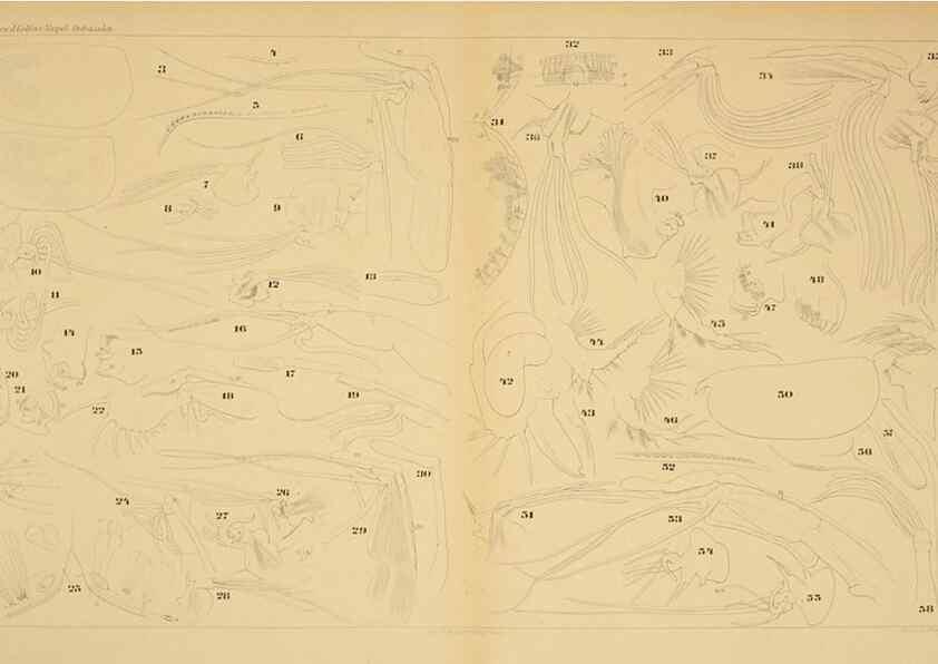 Reproducción/Reproduction 7448748432: Die ostracoden des golfes von Neapel und der angrenzenden meeres-abschnitte. Berlin,R. Friedlander,1894.