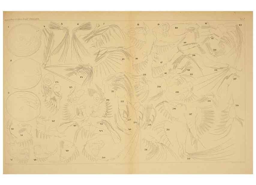 Reproducción/Reproduction 7448749680: Die ostracoden des golfes von Neapel und der angrenzenden meeres-abschnitte. Berlin,R. Friedlander,1894.
