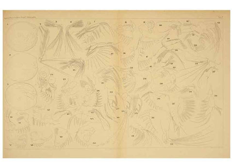 Reproducción/Reproduction 7448749680: Die ostracoden des golfes von Neapel und der angrenzenden meeres-abschnitte. Berlin,R. Friedlander,1894.