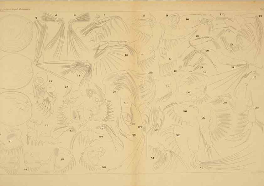 Reproducción/Reproduction 7448749680: Die ostracoden des golfes von Neapel und der angrenzenden meeres-abschnitte. Berlin,R. Friedlander,1894.