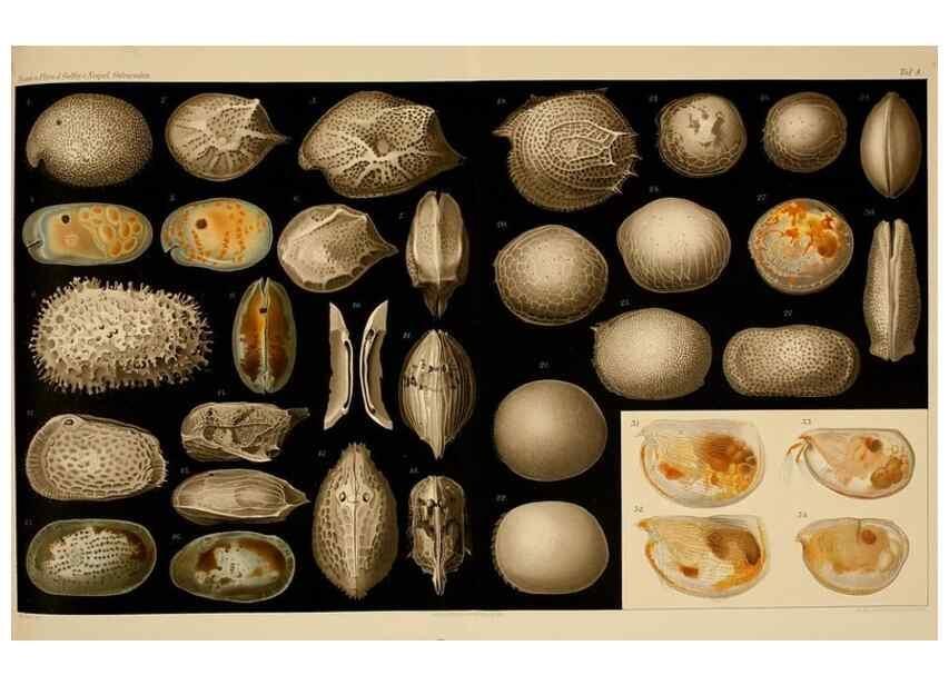 Reproducción/Reproduction 7448750762: Die ostracoden des golfes von Neapel und der angrenzenden meeres-abschnitte. Berlin,R. Friedlander,1894.