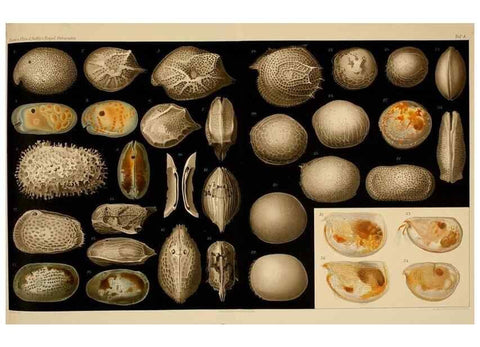 Reproducción/Reproduction 7448750762: Die ostracoden des golfes von Neapel und der angrenzenden meeres-abschnitte. Berlin,R. Friedlander,1894.