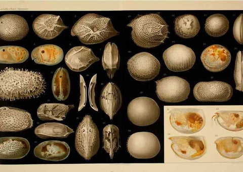 Reproducción/Reproduction 7448750762: Die ostracoden des golfes von Neapel und der angrenzenden meeres-abschnitte. Berlin,R. Friedlander,1894.