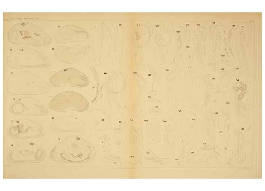 Reproducción/Reproduction 7448752216: Die ostracoden des golfes von Neapel und der angrenzenden meeres-abschnitte. Berlin,R. Friedlander,1894.