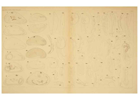 Reproducción/Reproduction 7448752216: Die ostracoden des golfes von Neapel und der angrenzenden meeres-abschnitte. Berlin,R. Friedlander,1894.