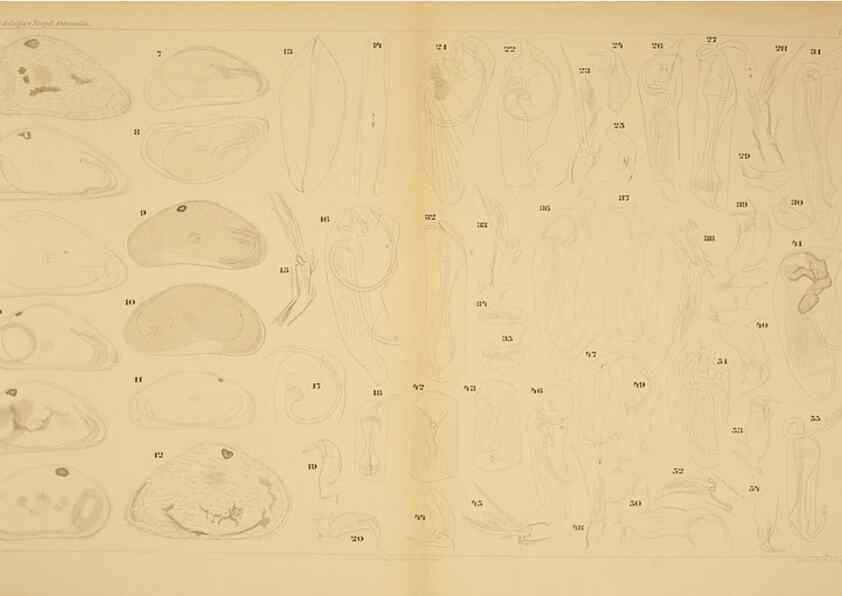 Reproducción/Reproduction 7448752216: Die ostracoden des golfes von Neapel und der angrenzenden meeres-abschnitte. Berlin,R. Friedlander,1894.