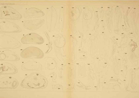 Reproducción/Reproduction 7448752216: Die ostracoden des golfes von Neapel und der angrenzenden meeres-abschnitte. Berlin,R. Friedlander,1894.