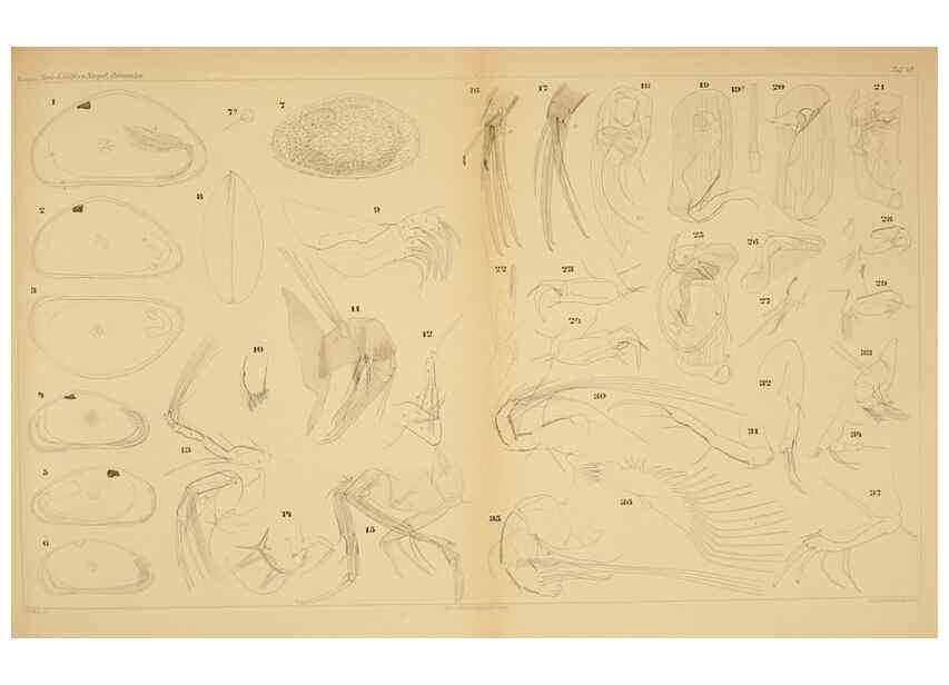 Reproducción/Reproduction 7448753614: Die ostracoden des golfes von Neapel und der angrenzenden meeres-abschnitte. Berlin,R. Friedlander,1894.