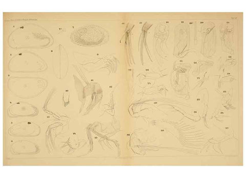 Reproducción/Reproduction 7448753614: Die ostracoden des golfes von Neapel und der angrenzenden meeres-abschnitte. Berlin,R. Friedlander,1894.