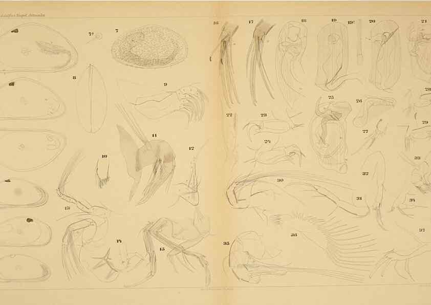 Reproducción/Reproduction 7448753614: Die ostracoden des golfes von Neapel und der angrenzenden meeres-abschnitte. Berlin,R. Friedlander,1894.
