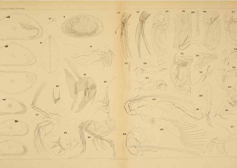 Reproducción/Reproduction 7448753614: Die ostracoden des golfes von Neapel und der angrenzenden meeres-abschnitte. Berlin,R. Friedlander,1894.