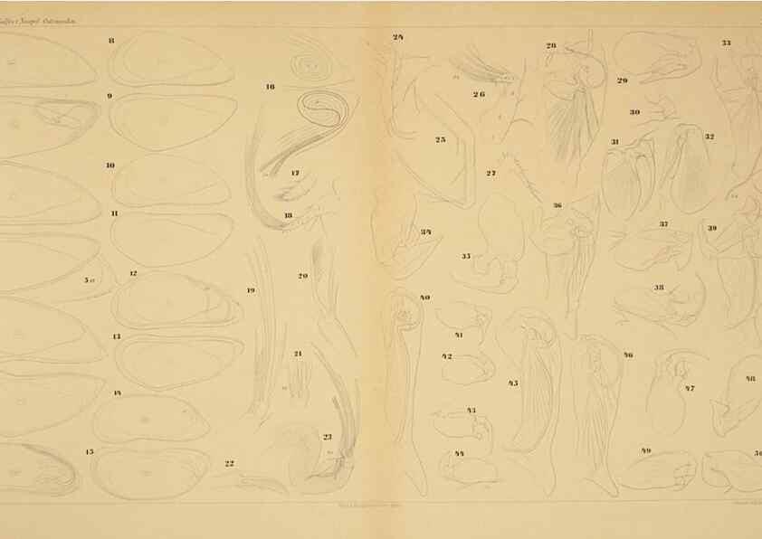 Reproducción/Reproduction 7448754750: Die ostracoden des golfes von Neapel und der angrenzenden meeres-abschnitte. Berlin,R. Friedlander,1894.