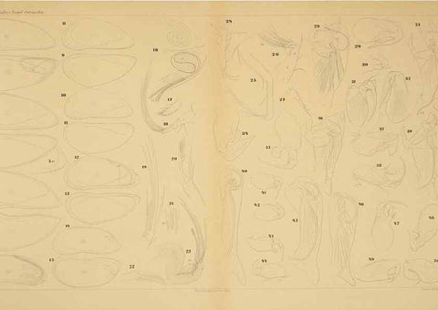 Reproducción/Reproduction 7448754750: Die ostracoden des golfes von Neapel und der angrenzenden meeres-abschnitte. Berlin,R. Friedlander,1894.