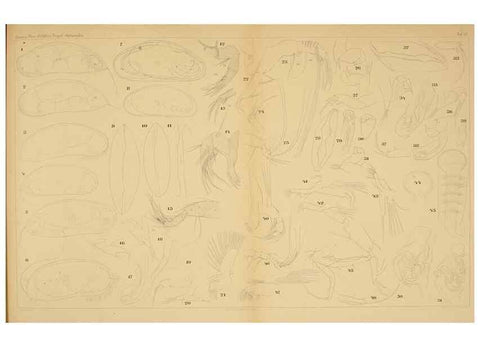 Reproducción/Reproduction 7448755756: Die ostracoden des golfes von Neapel und der angrenzenden meeres-abschnitte. Berlin,R. Friedlander,1894.