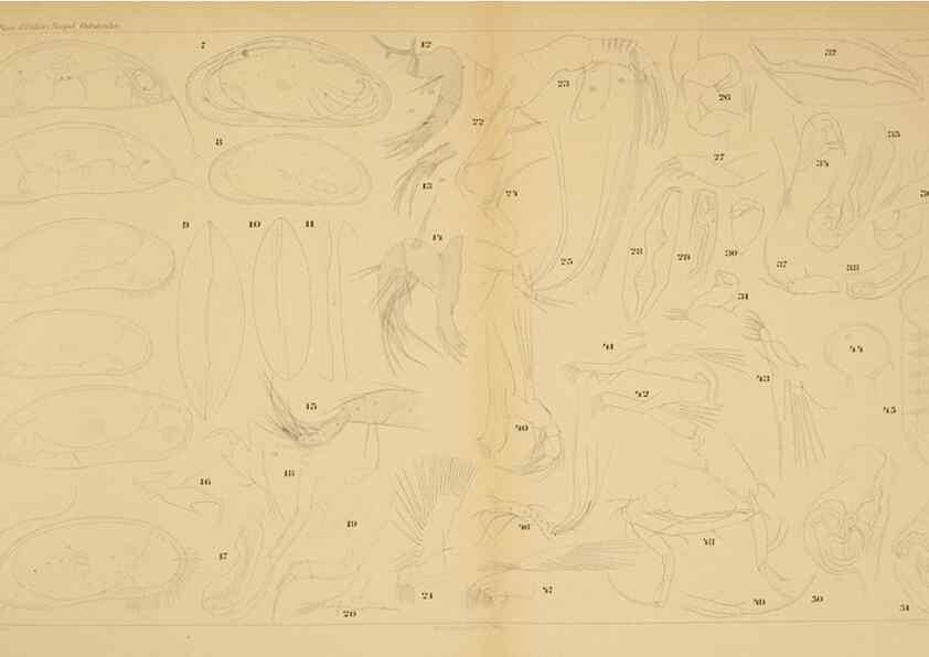 Reproducción/Reproduction 7448755756: Die ostracoden des golfes von Neapel und der angrenzenden meeres-abschnitte. Berlin,R. Friedlander,1894.