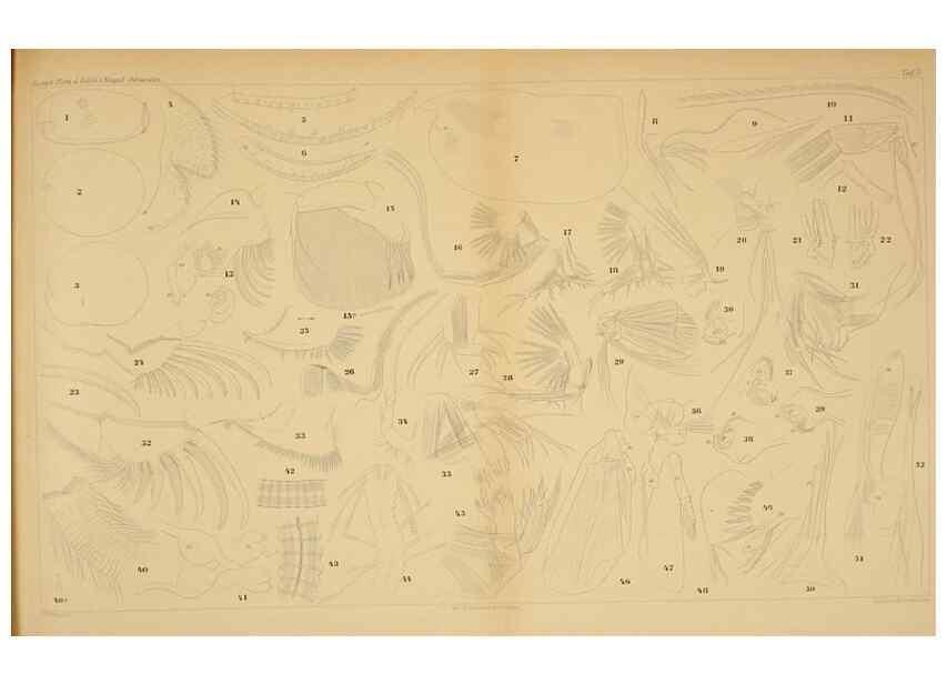 Reproducción/Reproduction 7448747490: Die ostracoden des golfes von Neapel und der angrenzenden meeres-abschnitte. Berlin,R. Friedlander,1894.
