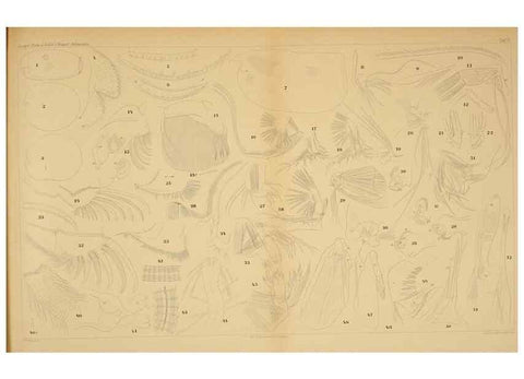 Reproducción/Reproduction 7448747490: Die ostracoden des golfes von Neapel und der angrenzenden meeres-abschnitte. Berlin,R. Friedlander,1894.