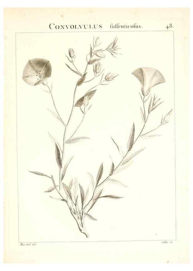 Reproducción/Reproduction 7455965780: Flora Atlantica, sive, Historia plantarum quae in Atlante, agro Tunetano et Algeriensi crescunt /. Parisiis :Apud Blanchon,1800.