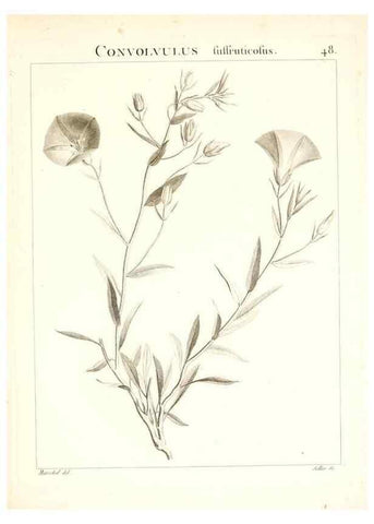 Reproducción/Reproduction 7455965780: Flora Atlantica, sive, Historia plantarum quae in Atlante, agro Tunetano et Algeriensi crescunt /. Parisiis :Apud Blanchon,1800.