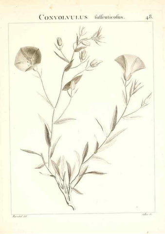 Reproducción/Reproduction 7455965780: Flora Atlantica, sive, Historia plantarum quae in Atlante, agro Tunetano et Algeriensi crescunt /. Parisiis :Apud Blanchon,1800.