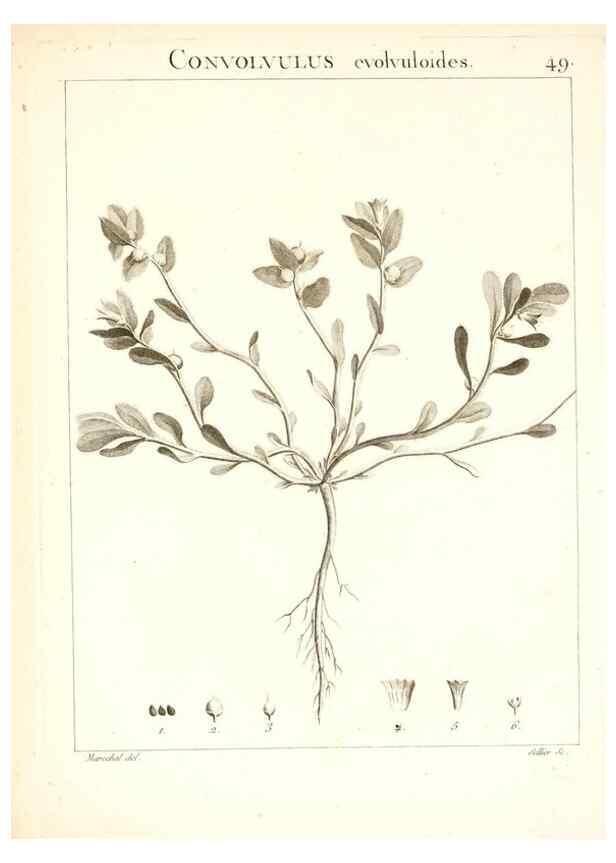 Reproducción/Reproduction 7455966782: Flora Atlantica, sive, Historia plantarum quae in Atlante, agro Tunetano et Algeriensi crescunt /. Parisiis :Apud Blanchon,1800.