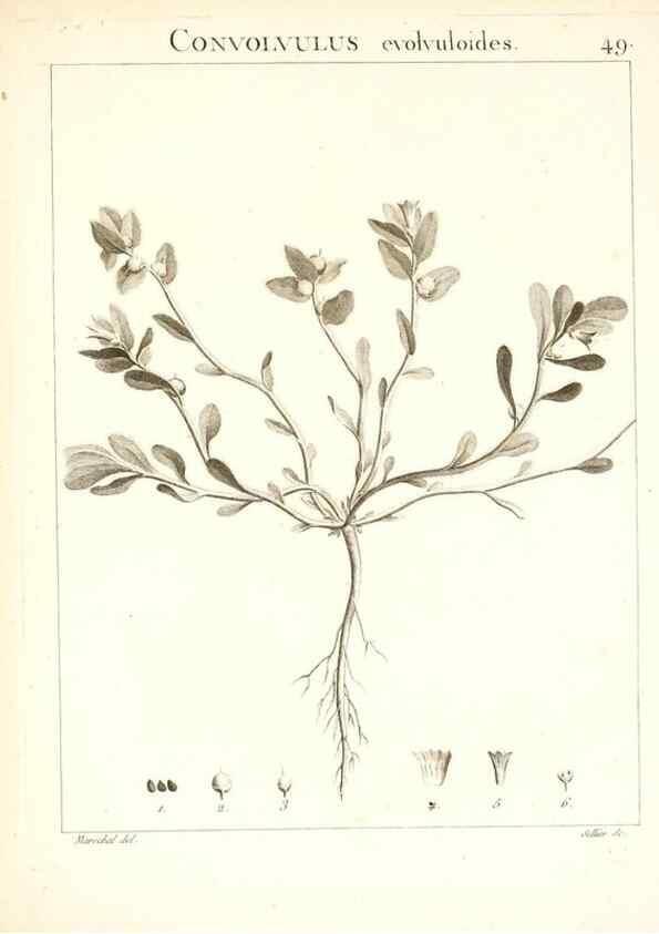 Reproducción/Reproduction 7455966782: Flora Atlantica, sive, Historia plantarum quae in Atlante, agro Tunetano et Algeriensi crescunt /. Parisiis :Apud Blanchon,1800.