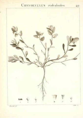 Reproducción/Reproduction 7455966782: Flora Atlantica, sive, Historia plantarum quae in Atlante, agro Tunetano et Algeriensi crescunt /. Parisiis :Apud Blanchon,1800.