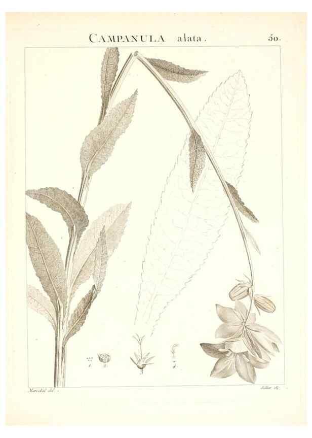 Reproducción/Reproduction 7455967586: Flora Atlantica, sive, Historia plantarum quae in Atlante, agro Tunetano et Algeriensi crescunt /. Parisiis :Apud Blanchon,1800.