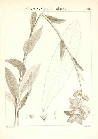 Reproducción/Reproduction 7455967586: Flora Atlantica, sive, Historia plantarum quae in Atlante, agro Tunetano et Algeriensi crescunt /. Parisiis :Apud Blanchon,1800.