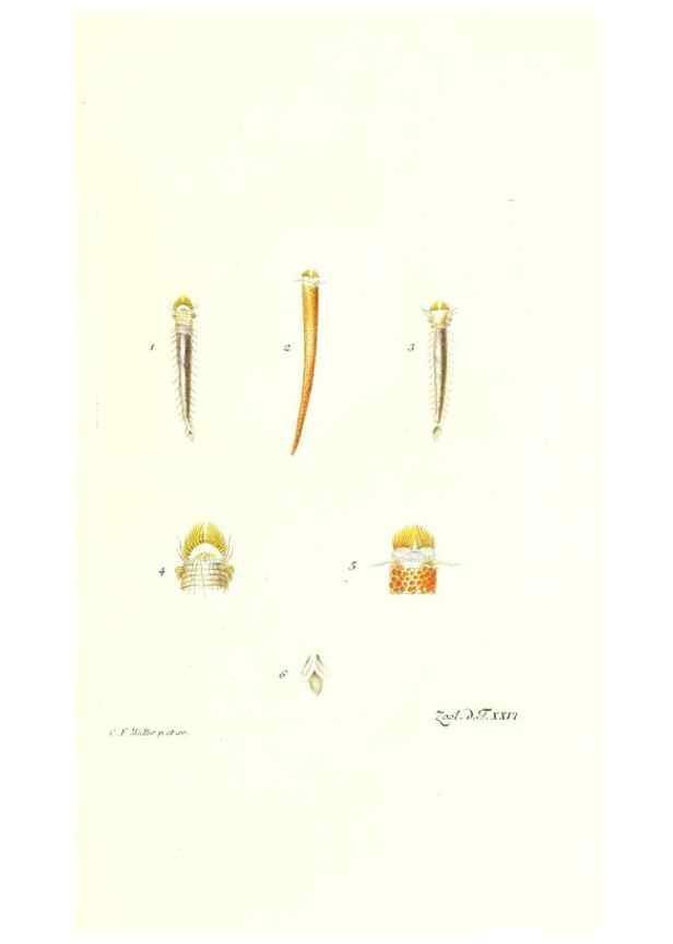 Reproducción/Reproduction 7495497530: Zoologia danica, sev Animalivm Daniae et Norvegiae rariorvm ac minvs notorvm descriptiones et historia .... Havniae :typis N. Mölleri aulae regiae typographi et filii,1788-1806.