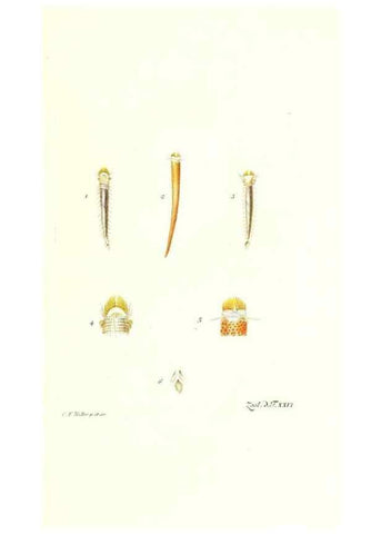 Reproducción/Reproduction 7495497530: Zoologia danica, sev Animalivm Daniae et Norvegiae rariorvm ac minvs notorvm descriptiones et historia .... Havniae :typis N. Mölleri aulae regiae typographi et filii,1788-1806.