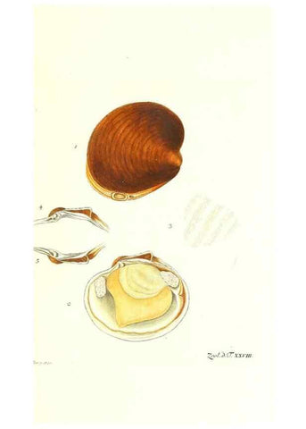 Reproducción/Reproduction 7495498614: Zoologia danica, sev Animalivm Daniae et Norvegiae rariorvm ac minvs notorvm descriptiones et historia .... Havniae :typis N. Mölleri aulae regiae typographi et filii,1788-1806.