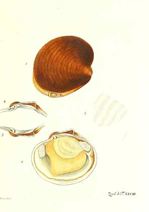 Reproducción/Reproduction 7495498614: Zoologia danica, sev Animalivm Daniae et Norvegiae rariorvm ac minvs notorvm descriptiones et historia .... Havniae :typis N. Mölleri aulae regiae typographi et filii,1788-1806.