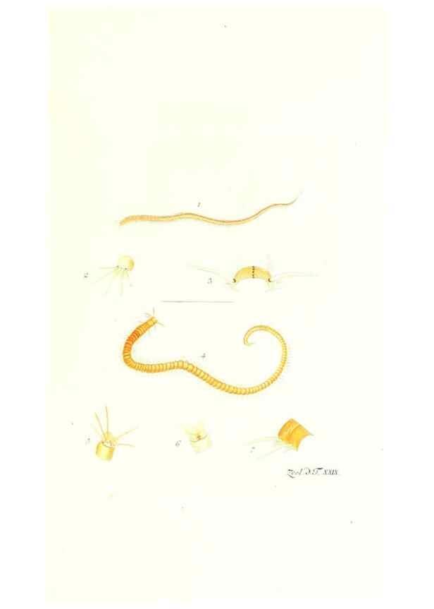 Reproducción/Reproduction 7495499676: Zoologia danica, sev Animalivm Daniae et Norvegiae rariorvm ac minvs notorvm descriptiones et historia .... Havniae :typis N. Mölleri aulae regiae typographi et filii,1788-1806.
