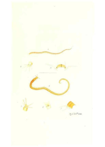 Reproducción/Reproduction 7495499676: Zoologia danica, sev Animalivm Daniae et Norvegiae rariorvm ac minvs notorvm descriptiones et historia .... Havniae :typis N. Mölleri aulae regiae typographi et filii,1788-1806.