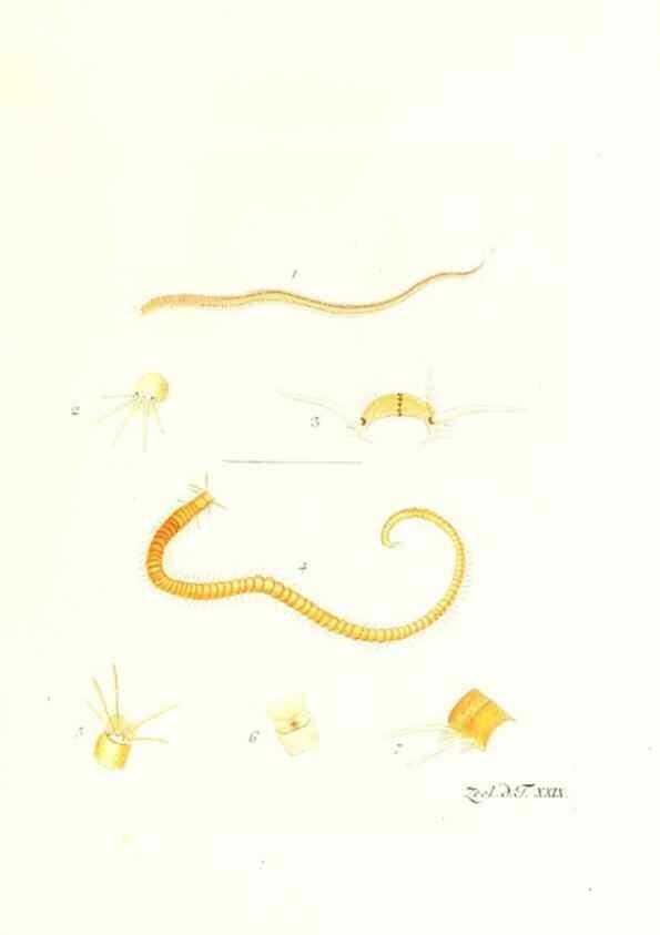 Reproducción/Reproduction 7495499676: Zoologia danica, sev Animalivm Daniae et Norvegiae rariorvm ac minvs notorvm descriptiones et historia .... Havniae :typis N. Mölleri aulae regiae typographi et filii,1788-1806.