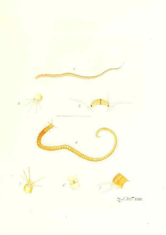 Reproducción/Reproduction 7495499676: Zoologia danica, sev Animalivm Daniae et Norvegiae rariorvm ac minvs notorvm descriptiones et historia .... Havniae :typis N. Mölleri aulae regiae typographi et filii,1788-1806.