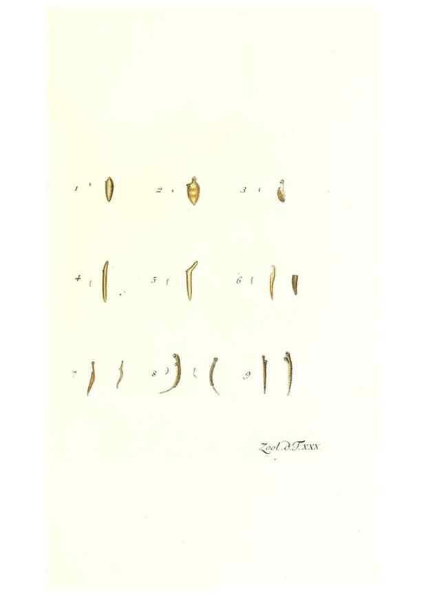 Reproducción/Reproduction 7495500826: Zoologia danica, sev Animalivm Daniae et Norvegiae rariorvm ac minvs notorvm descriptiones et historia .... Havniae :typis N. Mölleri aulae regiae typographi et filii,1788-1806.