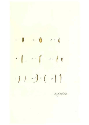 Reproducción/Reproduction 7495500826: Zoologia danica, sev Animalivm Daniae et Norvegiae rariorvm ac minvs notorvm descriptiones et historia .... Havniae :typis N. Mölleri aulae regiae typographi et filii,1788-1806.