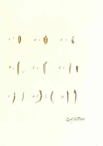 Reproducción/Reproduction 7495500826: Zoologia danica, sev Animalivm Daniae et Norvegiae rariorvm ac minvs notorvm descriptiones et historia .... Havniae :typis N. Mölleri aulae regiae typographi et filii,1788-1806.