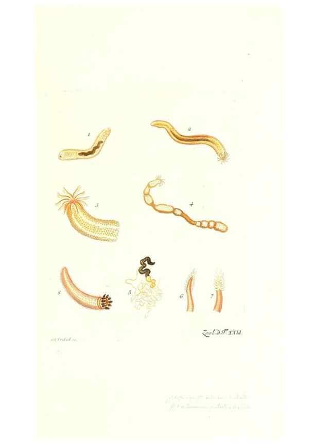 Reproducción/Reproduction 7495501852: Zoologia danica, sev Animalivm Daniae et Norvegiae rariorvm ac minvs notorvm descriptiones et historia .... Havniae :typis N. Mölleri aulae regiae typographi et filii,1788-1806.