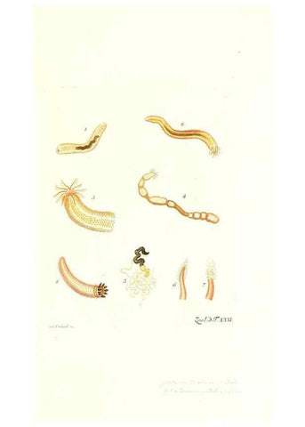 Reproducción/Reproduction 7495501852: Zoologia danica, sev Animalivm Daniae et Norvegiae rariorvm ac minvs notorvm descriptiones et historia .... Havniae :typis N. Mölleri aulae regiae typographi et filii,1788-1806.