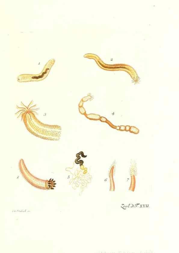 Reproducción/Reproduction 7495501852: Zoologia danica, sev Animalivm Daniae et Norvegiae rariorvm ac minvs notorvm descriptiones et historia .... Havniae :typis N. Mölleri aulae regiae typographi et filii,1788-1806.