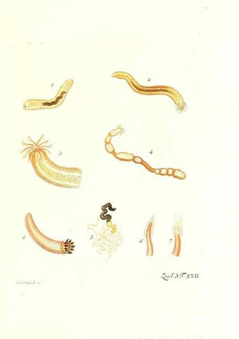 Reproducción/Reproduction 7495501852: Zoologia danica, sev Animalivm Daniae et Norvegiae rariorvm ac minvs notorvm descriptiones et historia .... Havniae :typis N. Mölleri aulae regiae typographi et filii,1788-1806.