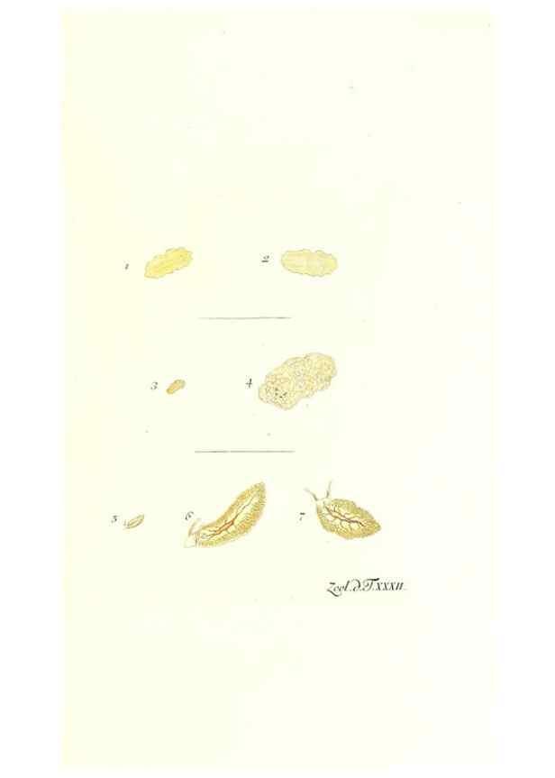 Reproducción/Reproduction 7495503794: Zoologia danica, sev Animalivm Daniae et Norvegiae rariorvm ac minvs notorvm descriptiones et historia .... Havniae :typis N. Mölleri aulae regiae typographi et filii,1788-1806.