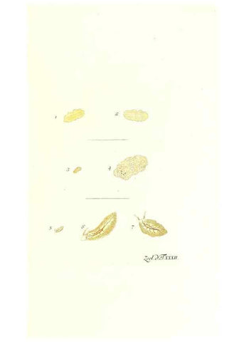 Reproducción/Reproduction 7495503794: Zoologia danica, sev Animalivm Daniae et Norvegiae rariorvm ac minvs notorvm descriptiones et historia .... Havniae :typis N. Mölleri aulae regiae typographi et filii,1788-1806.