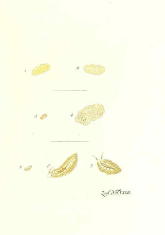 Reproducción/Reproduction 7495503794: Zoologia danica, sev Animalivm Daniae et Norvegiae rariorvm ac minvs notorvm descriptiones et historia .... Havniae :typis N. Mölleri aulae regiae typographi et filii,1788-1806.