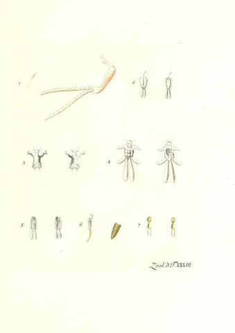 Reproducción/Reproduction 7495504868: Zoologia danica, sev Animalivm Daniae et Norvegiae rariorvm ac minvs notorvm descriptiones et historia .... Havniae :typis N. Mölleri aulae regiae typographi et filii,1788-1806.