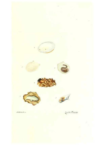 Reproducción/Reproduction 7495506788: Zoologia danica, sev Animalivm Daniae et Norvegiae rariorvm ac minvs notorvm descriptiones et historia .... Havniae :typis N. Mölleri aulae regiae typographi et filii,1788-1806.